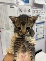 Shelter Stray Male Cat last seen Bexar County, 3353 Morningside Dr, New Braunfels, TX 78132, USA