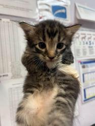 Shelter Stray Female Cat last seen Bexar County, 3353 Morningside Dr, New Braunfels, TX 78132, USA