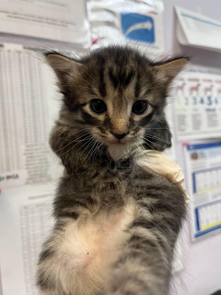 Shelter Stray Female Cat last seen Bexar County, 3353 Morningside Dr, New Braunfels, TX 78132, USA
