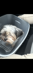 Lost Female Dog last seen 63rd carpenter, Chicago, IL 60621