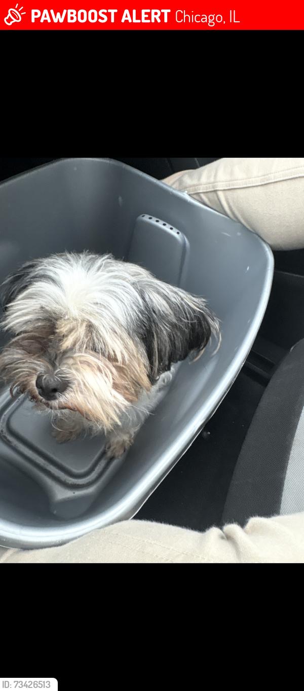 Lost Female Dog last seen 63rd carpenter, Chicago, IL 60621