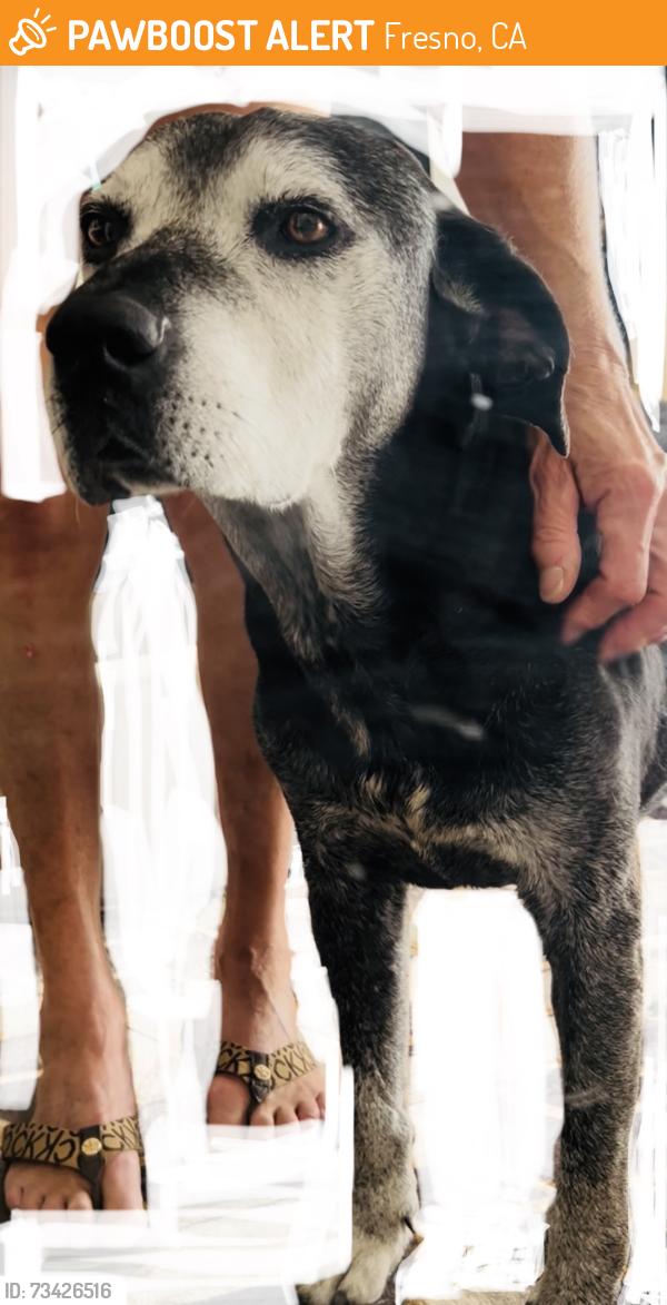 Found/Stray Male Dog last seen Brawley and Dakota, Fresno, CA 93721