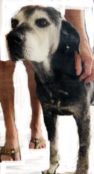 Found/Stray Male Dog last seen Brawley and Dakota, Fresno, CA 93721