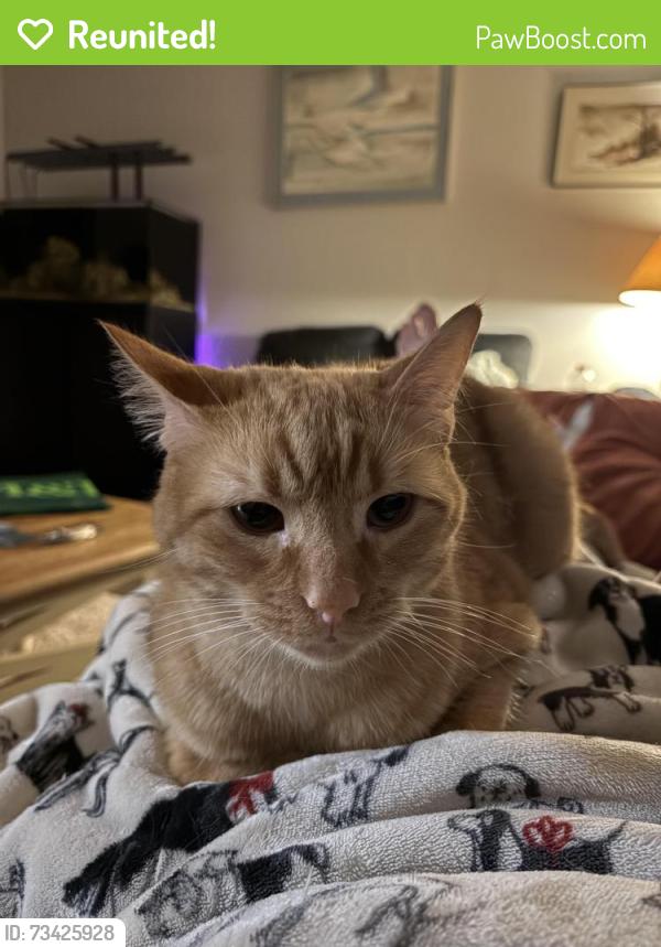 Reunited Male Cat last seen Walden s, Wilmington, DE 19808