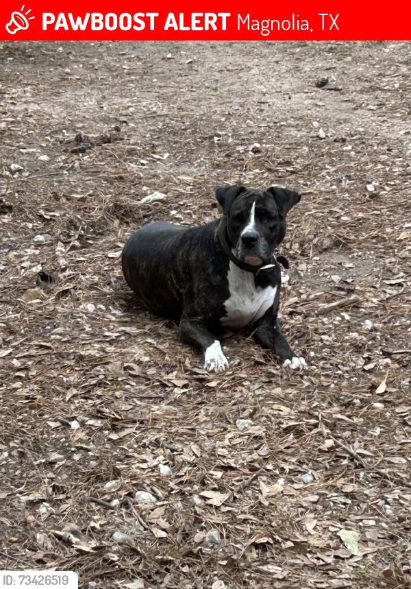 Lost Female Dog last seen Near smith rd & FM1488, Magnolia, TX 77354