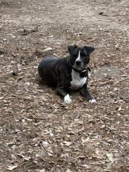Lost Female Dog last seen Near smith rd & FM1488, Magnolia, TX 77354