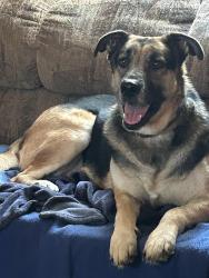 Reunited Female Dog last seen Near smith st & FM 1488, Magnolia, TX 77354