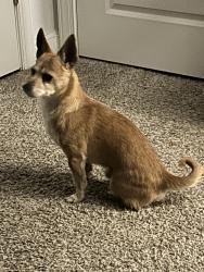 Found/Stray Male Dog last seen Near Crown Park Ct, Walker Steele Creek main office, Charlotte, NC 28273