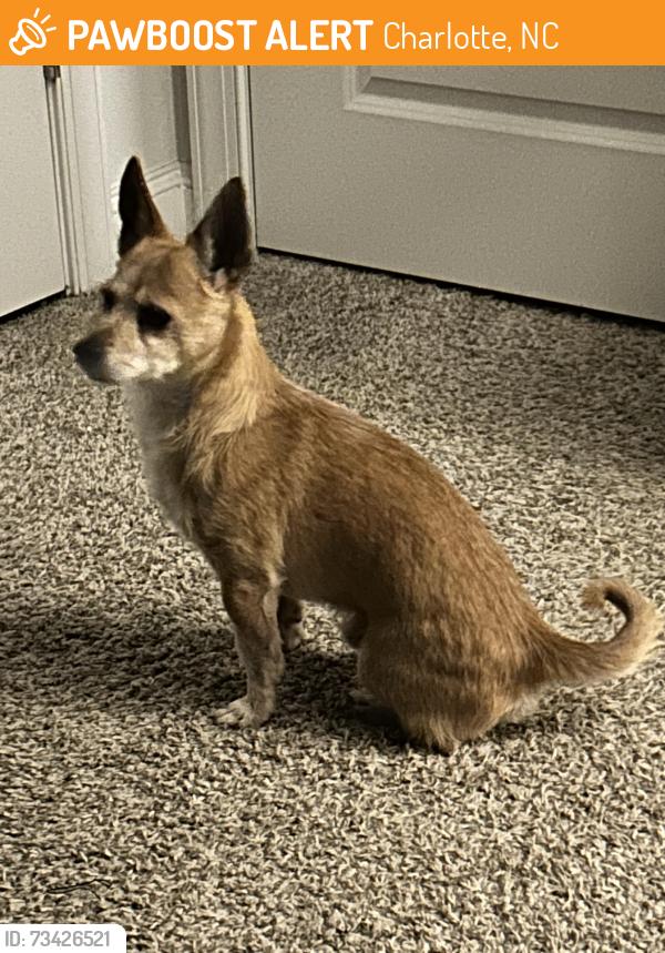 Found/Stray Male Dog last seen Near Crown Park Ct, Walker Steele Creek main office, Charlotte, NC 28273