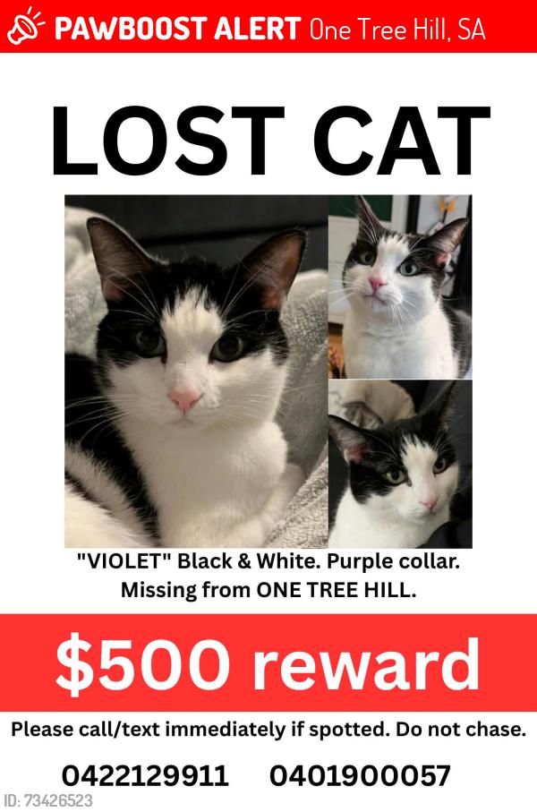 Lost Female Cat last seen Blacktop road, One Tree Hill, SA 5114
