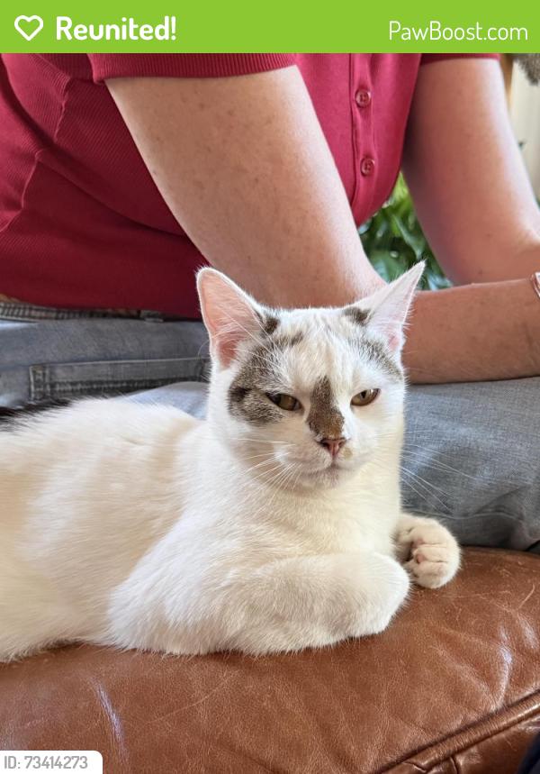 Reunited Female Cat last seen East Town Park, Haverhill, England 