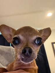 Lost Female Dog last seen Government St, Florida Blvd, Old Goodwood, Baton Rouge, LA 70806