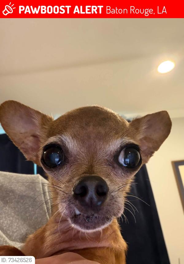 Lost Female Dog last seen Government St, Florida Blvd, Old Goodwood, Baton Rouge, LA 70806