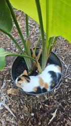 Reunited Female Cat last seen Greyshore Lane, Chattanooga, TN 37343