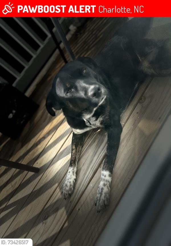 Lost Female Dog last seen Pegram st & Seigle Ave Charlotte NC, Charlotte, NC 28205