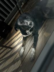 Lost Female Dog last seen Pegram st & Seigle Ave Charlotte NC, Charlotte, NC 28205
