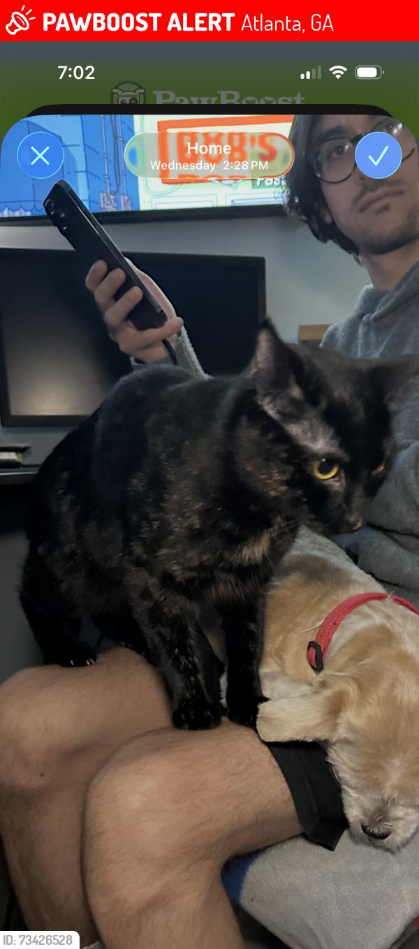 Lost Female Cat last seen Chestnut dr and Buford hwy, Atlanta, GA 30340