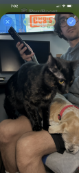 Lost Female Cat last seen Chestnut dr and Buford hwy, Atlanta, GA 30340