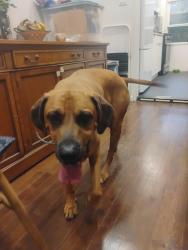 Found/Stray Male Dog last seen Coney Island Avenue and Parkside Avenue within prospect park, Brooklyn, NY 11226