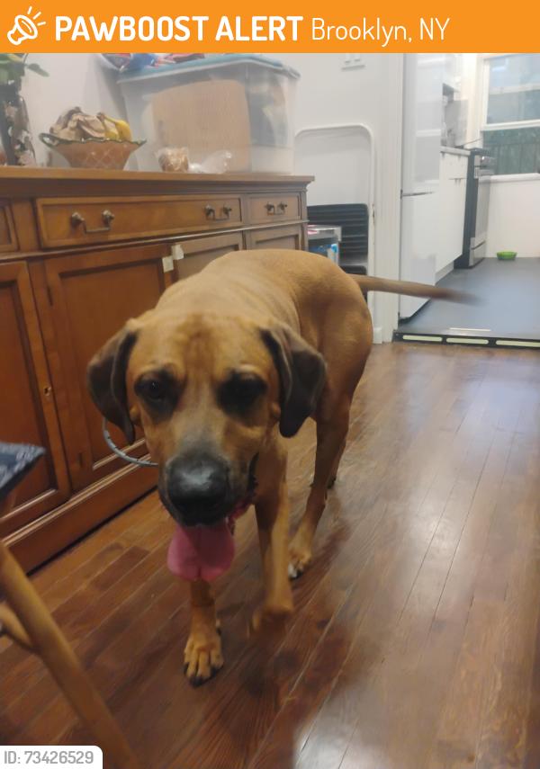 Found/Stray Male Dog last seen Coney Island Avenue and Parkside Avenue within prospect park, Brooklyn, NY 11226
