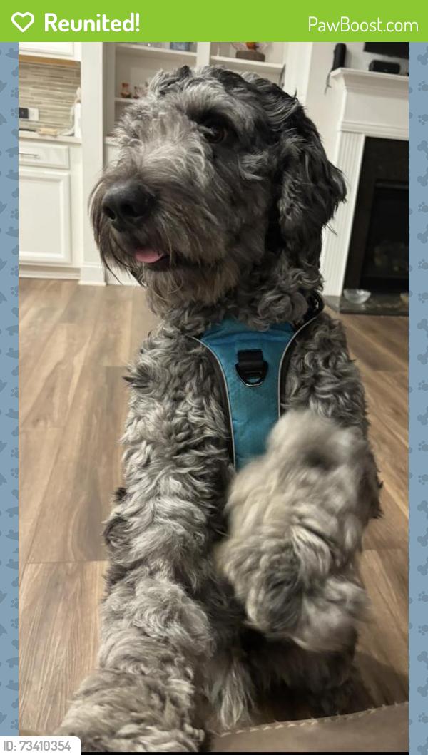 Reunited Male Dog last seen West Forsyth high school, Forsyth County, GA 30040