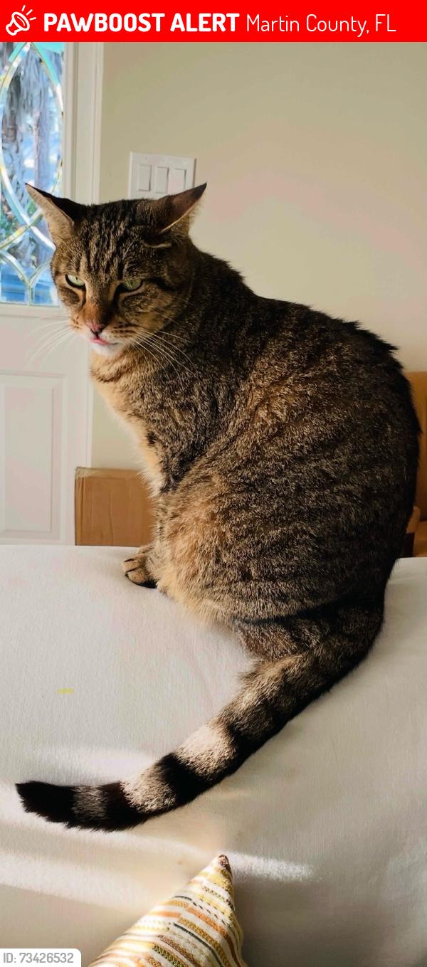 Lost Male Cat last seen Lillian and Dixie ross, Martin County, FL 34997