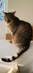 Lost Male Cat last seen Lillian and Dixie ross, Martin County, FL 34997