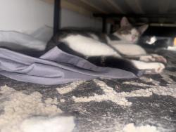 Reunited Male Cat last seen Lake Tivoli, Kissimmee, FL 34741