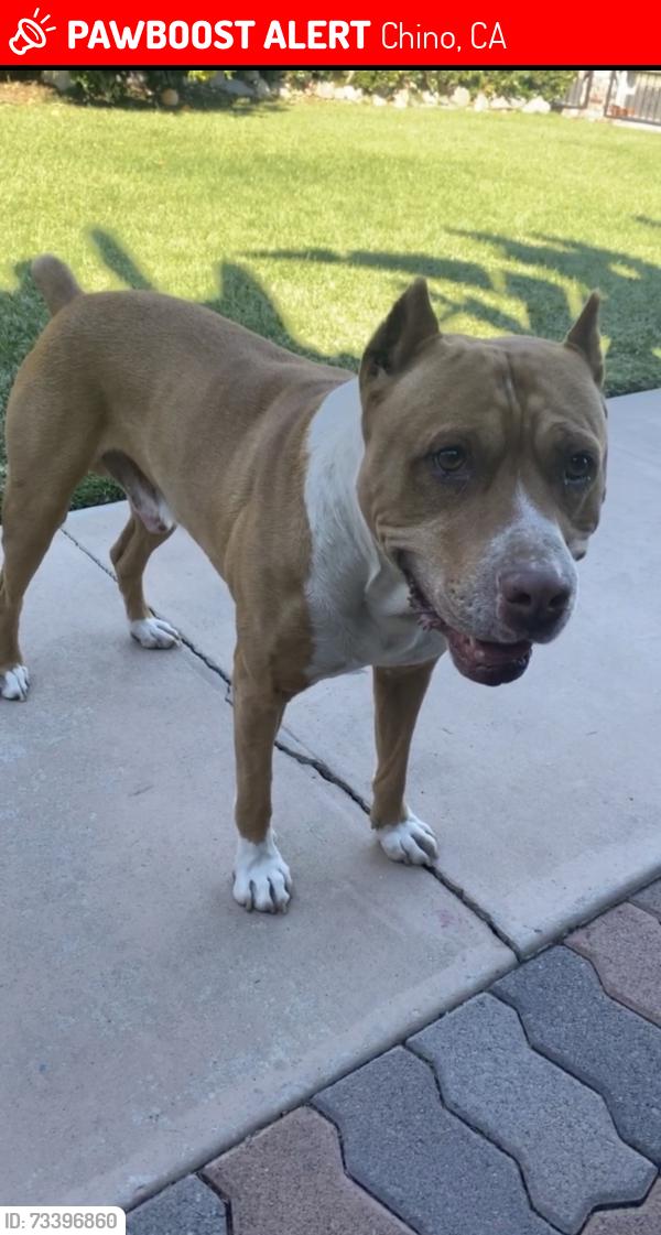 Lost Male Dog last seen Norton ave marigold, Chino, CA 91710