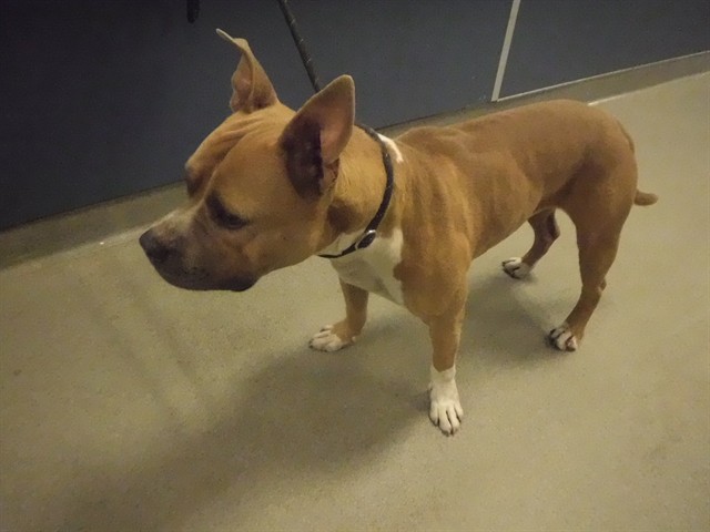 Shelter Stray Male Dog last seen Near BLOCK NE 124TH ST, 3599 NW 79th Ave, Doral, FL 33122, USA
