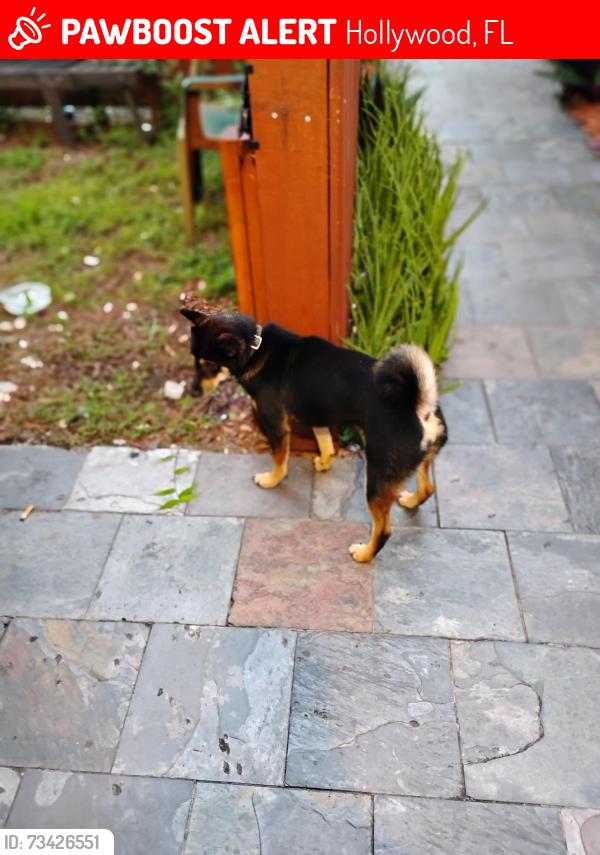 Lost Female Other last seen Between johndon and taft and 19 ave, Hollywood, FL 33020