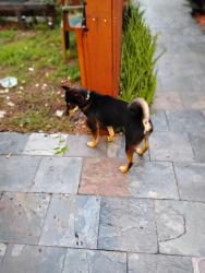 Lost Female Other last seen Between johndon and taft and 19 ave, Hollywood, FL 33020