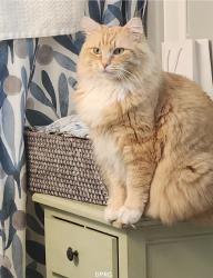 Lost Male Cat last seen Berlin Street, Southington, CT 06489