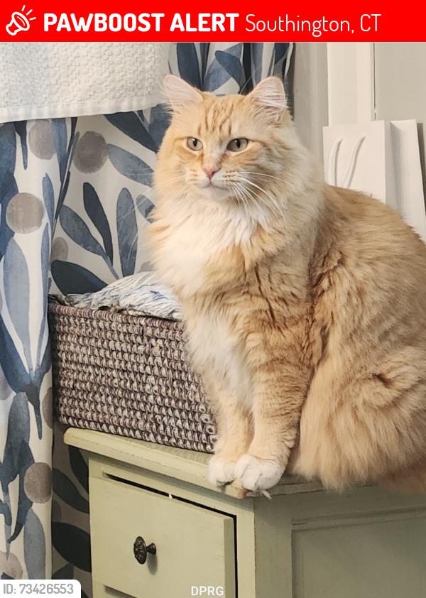 Lost Male Cat last seen Berlin Street, Southington, CT 06489