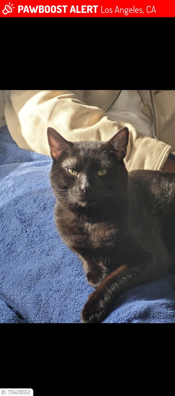 Lost Male Cat last seen Abandoned dam ash store on vista and sunset, Los Angeles, CA 90046
