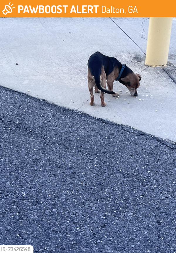 Found/Stray Male Dog last seen Shaw plant 81, Dalton, GA 30720