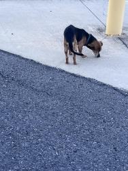 Found/Stray Male Dog last seen Shaw plant 81, Dalton, GA 30720
