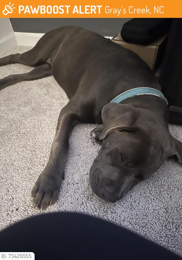 Found/Stray Female Dog last seen Cypress Lakes Road and Fennel, Gray's Creek, NC 28348