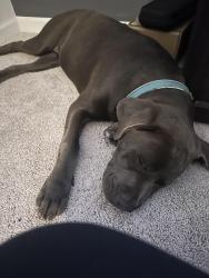 Found/Stray Female Dog last seen Cypress Lakes Road and Fennel, Gray's Creek, NC 28348