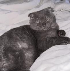 Reunited Male Cat last seen Near citrus creek dr, Brevard County, FL 32940