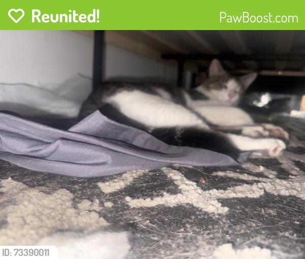 Reunited Male Cat last seen Lake Tivoli, Kissimmee, FL 34741