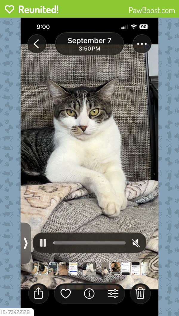 Reunited Female Cat last seen Karl and el campo, North Highlands, CA 95660