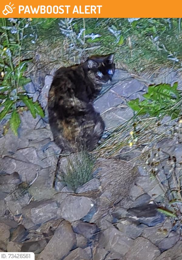 Found/Stray Unknown Cat last seen Near the intersection with du Quatrain and rue du Madrigal, Salaberry-de-Valleyfield, QC 