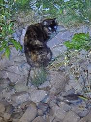 Found/Stray Unknown Cat last seen Near the intersection with du Quatrain and rue du Madrigal, Salaberry-de-Valleyfield, QC 