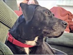Reunited Male Dog last seen Orcutt and Goldsboro near Cambridge apmts, Hampton, VA 23605
