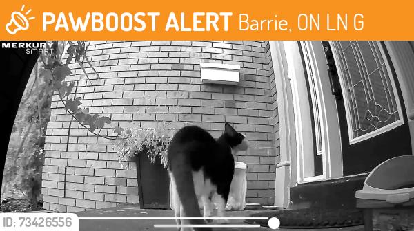 Found/Stray Unknown Cat last seen Brushwood Cres/Golden Meadow, Barrie, ON L4N 7G6