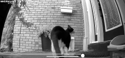 Found/Stray Unknown Cat last seen Brushwood Cres/Golden Meadow, Barrie, ON L4N 7G6