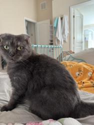 Reunited Male Cat last seen Citrus creek dr and spyglass, Melbourne, FL 32940