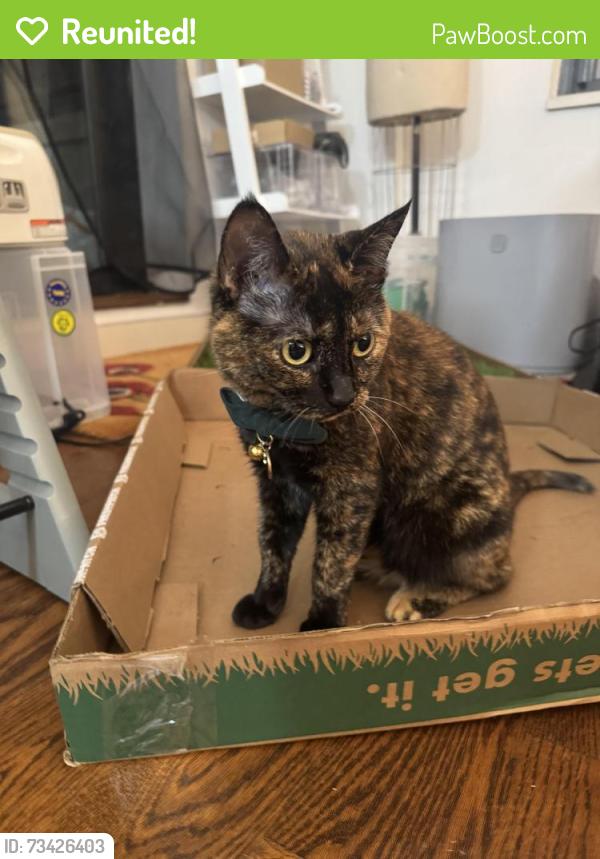Reunited Female Cat last seen 47th Ave and 11th St Queens, NY, Queens, NY 11101