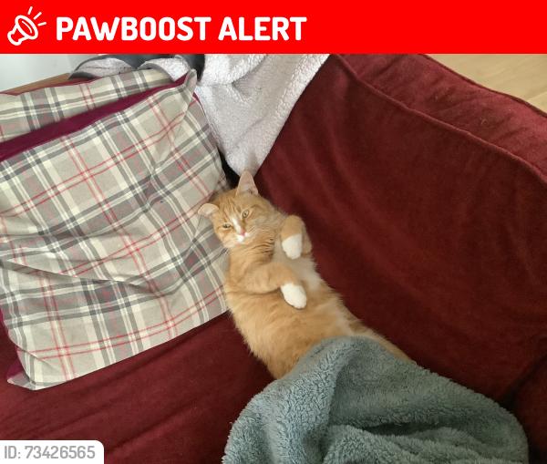 Lost Male Cat last seen St Monans, Saint Monans, Scotland KY10 2AY